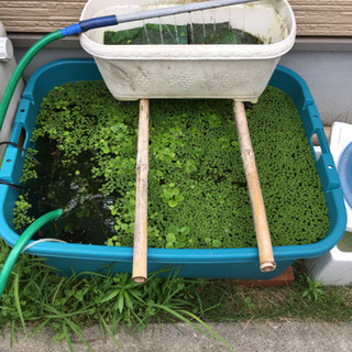 受付を停止します。水草増殖中。差し上げます。