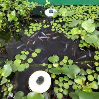 Mixメダカをお譲りしますの画像