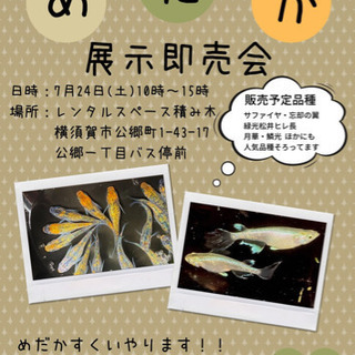 ◉イベント情報◉7月24日（土）メダカ展示即売会　in横須賀