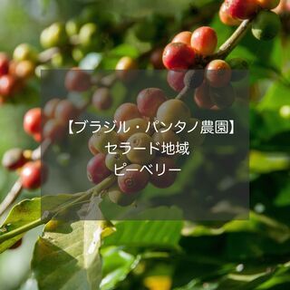 ブラジル・パンタノ農園 ピーベリー【コーヒー生豆】