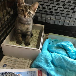 里親さん募集中