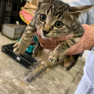 野良猫ちゃん