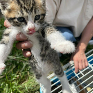 生後1か月半から2か月ぐらいの子猫ちゃんの里親募集
