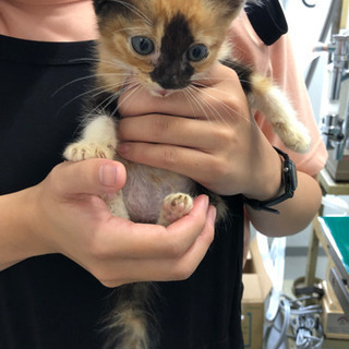 【急募！助けてください。】2ヶ月　メス  ミケ猫　道路で保護しました。