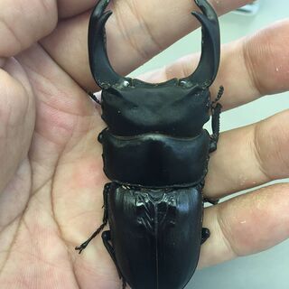 【手渡し限定特価】マツノ久留米産　オオクワガタ幼虫