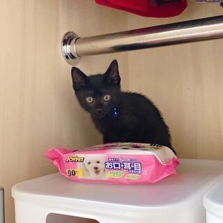 黒猫ブルーくん❣