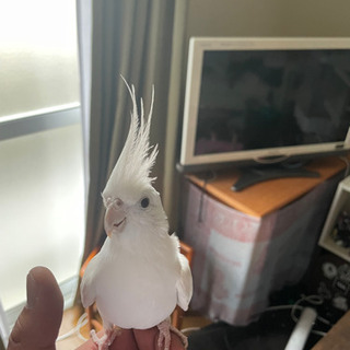 「一時停止」オカメインコ♂の里親募集