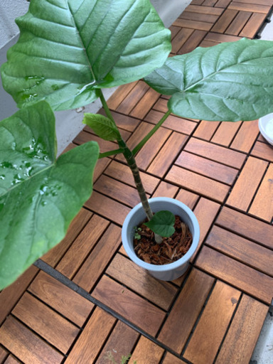 人気観葉植物☆ウンベラータ