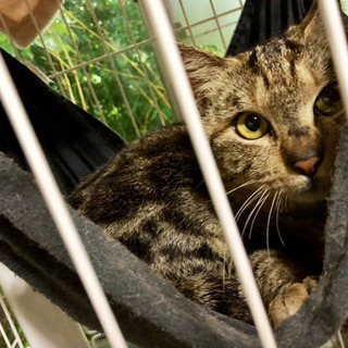 預かりor里親募集🐱（成猫のアメショキジトラmix♂）