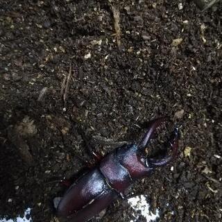 ノコギリクワガタ　天然　採取の画像