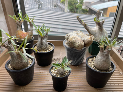 パキポディウム　エブレネウム　実生　カチコチ株