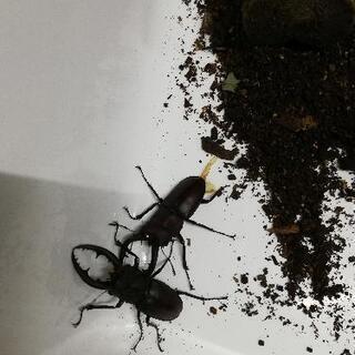 ノコギリクワガタ　天然　採取の画像