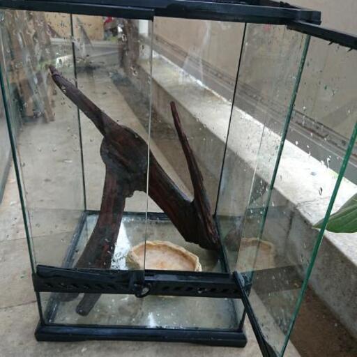 イグアナ 爬虫類 飼育