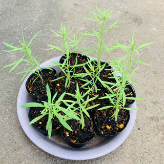 【数量限定】コキア 植物苗 根付き 大人気