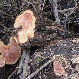[カイヅカイブキの伐木です！]の画像