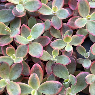 多肉植物　セダム　ワイルドファイヤー　抜き苗