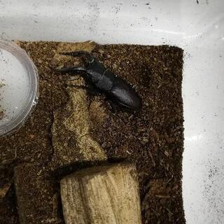 ノコギリクワガタ　天然　採取