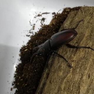ノコギリクワガタ　天然　採取の画像