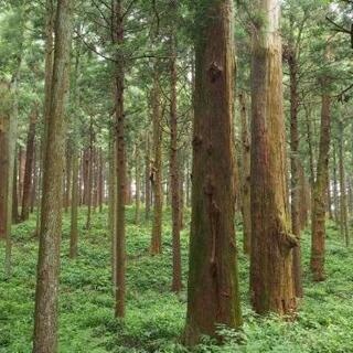 伐採や抜根