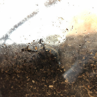 カブトムシのメス あげます！の画像