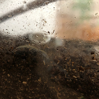 カブトムシのメス あげます！の画像