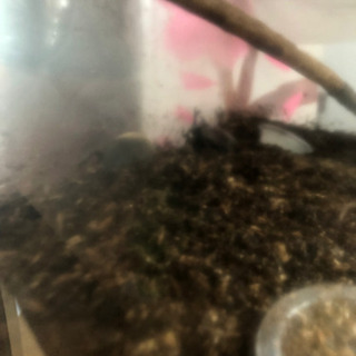 カブトムシのメス あげます！の画像