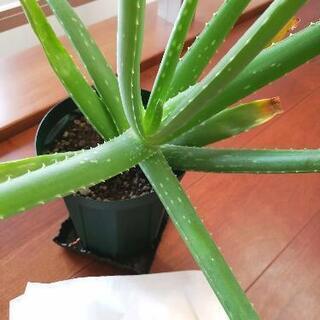 （決まりました）無農薬　アロエベラ ①　約1年生 　屋内栽培　観葉植物の画像