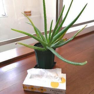 （決まりました）無農薬　アロエベラ ①　約1年生 　屋内栽培　観葉植物