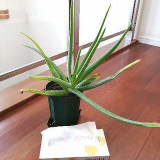 （決まりました）無農薬　アロエベラ ①　約1年生 　屋内栽培　観葉植物の画像