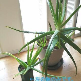 （決まりました）無農薬　アロエベラ ①　約1年生 　屋内栽培　観葉植物の画像