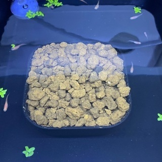【お値下げしました】楊貴妃ヒレ長の幼魚2センチぐらい、稚魚1~1...