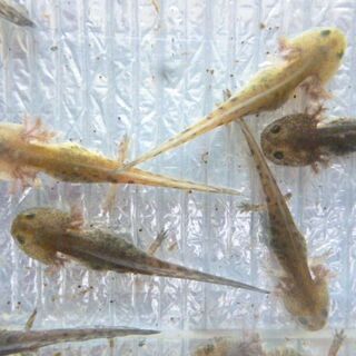 【えぞさんしょううお第5弾その２】孵化後約１か月のくいしんぼうさ...