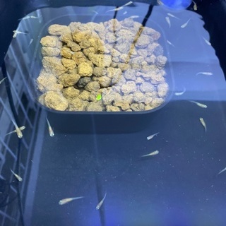 【お値下げしました】黄金黒鱗の稚魚1.5センチ~ぐらいの子と針子...