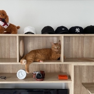【最終値下げ】猫と暮らすインテリア テレビ台 キャットウォーク 壁面収納付き  収納多数 引出し×2 木製 ナチュラルの画像