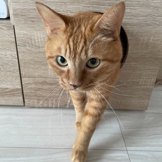 【最終値下げ】猫と暮らすインテリア テレビ台 キャットウォーク 壁面収納付き  収納多数 引出し×2 木製 ナチュラルの画像