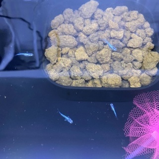 【お値下げしました】緑光メダカの幼魚1.5センチぐらいの子、針子...