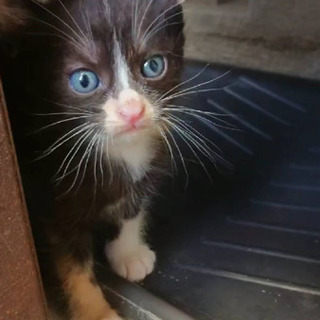 《代理投稿》仔猫姉妹