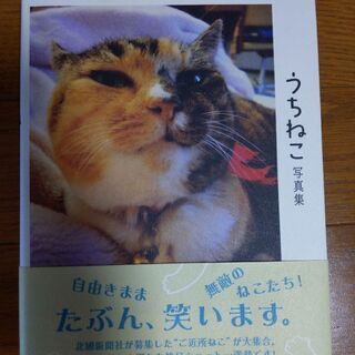 うちねこ写真集
