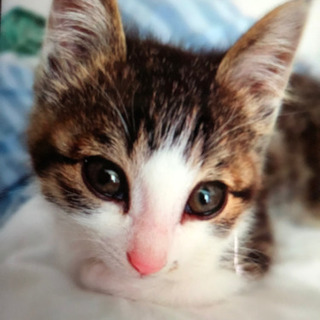 美猫なキジ白の男の子‼️（代理投稿です）