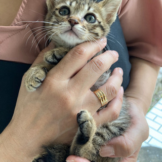 至急‼︎子猫（オス）を保護、飼ってくださる方お待ちしています