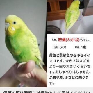 迷子の鳥(セキセイインコ)を探しています