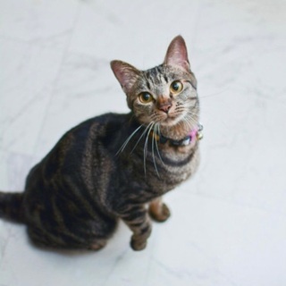 甘えん坊なメス猫