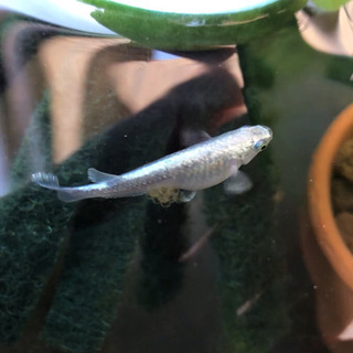 【メダカの卵】【燐光メダカの卵】