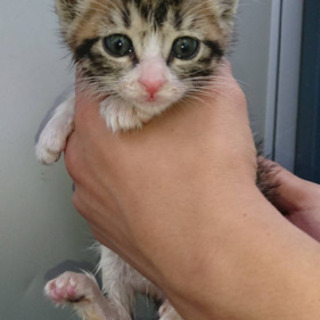 生後1か月半から2か月ぐらいの子猫ちゃんの里親募集 - 高崎市