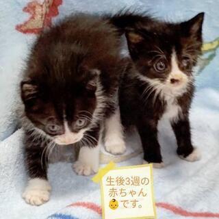 生後3週赤ちゃん👶仔猫の姉妹