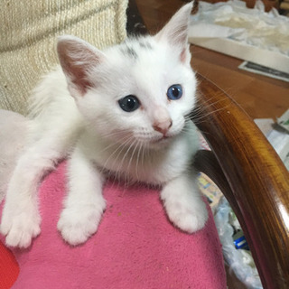 子猫(ほぼ白)3匹の里親を探してます(決まりました)