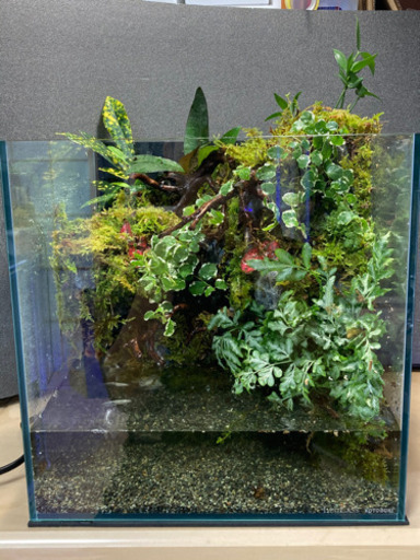 メダカ飼育にオススメ！！コケリウム・テラリウム完成品
