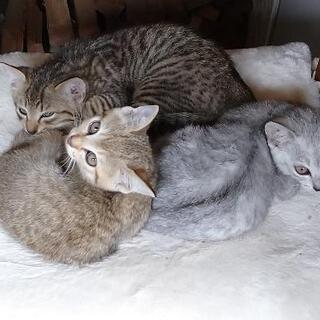 【里親様決まりました】きじとうす茶の仔猫2匹の里親さま募集です
