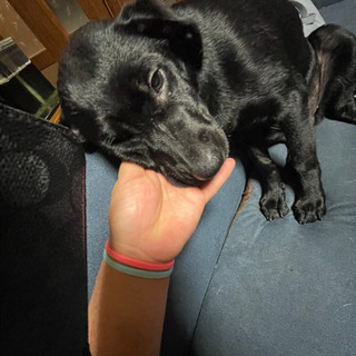 ミックス犬
