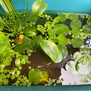 アマゾンフロッグピット